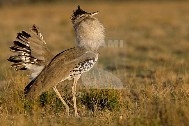 Koritrap baltsend Namibie, Kori Bustard displaying Namibia stock-image by Agami/Wil Leurs,