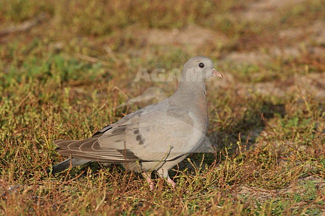 Holenduif in zit; Stock Dove perched stock-image by Agami/Menno van Duijn,