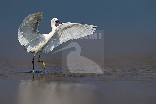 Jagende Kleine Zilverreiger; Hunting Little Egret stock-image by Agami/Daniele Occhiato,