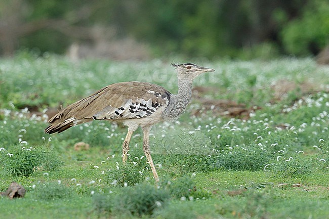 Koritrap in een bloemen veld, Kori Bustard in  a flower field, stock-image by Agami/Walter Soestbergen,