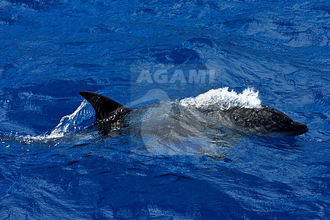 Tuimelaar, Common Bottlenose Dolphin, Tursiops truncatus stock-image by Agami/Marc Guyt,