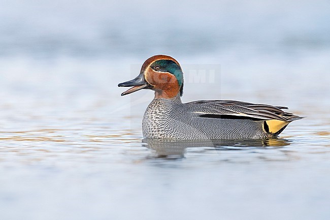 Eurasian Teal (Anas crecca) in Italy. stock-image by Agami/Daniele Occhiato,