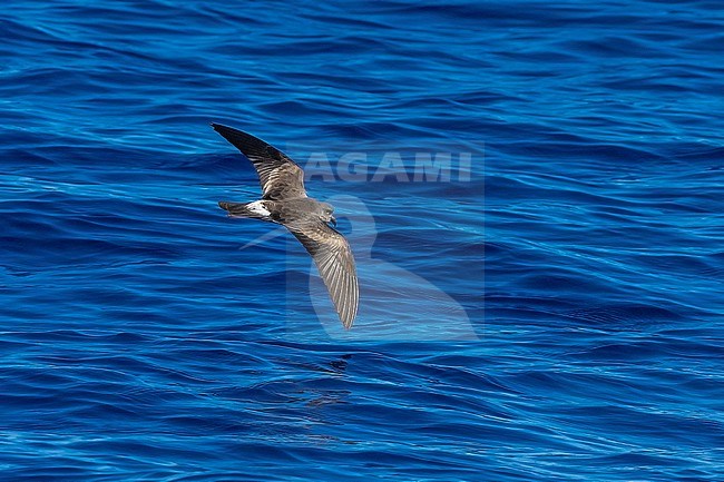 Leach's Storm Petrel (Hydrobates leucorhoa) in flight at sea off Azores.
Also know as Hydrobates leucorhoa leucorhous stock-image by Agami/Vincent Legrand,