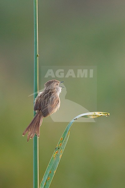 Graceful Prinie - Streifenprinie - Prinia gracilis ssp. akyildizi, Turkey stock-image by Agami/Ralph Martin,