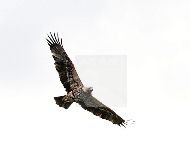 Fourth calendar year Eastern Imperial Eagle (Aquila heliaca) in flight over the Netherlands. Rare vagran, seen from below. stock-image by Agami/Edwin Winkel,