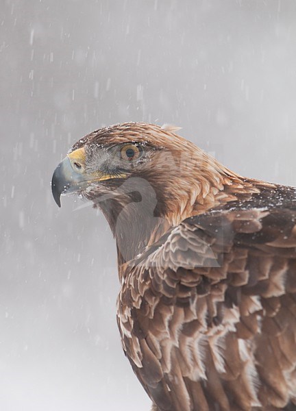 Steenarend; Golden Eagle stock-image by Agami/Han Bouwmeester,