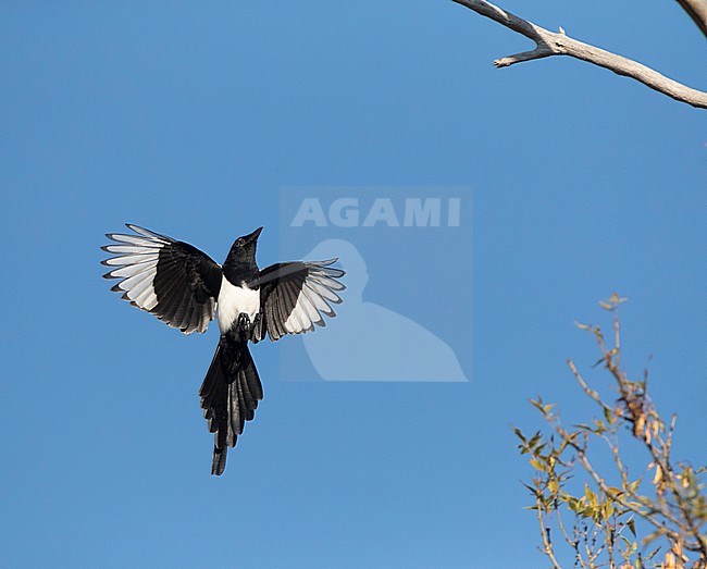 Eurasian Magpie (Pica pica) in flight in Bulgaria. Flying upwards towards its perch, a branch in a tree. stock-image by Agami/Marc Guyt,