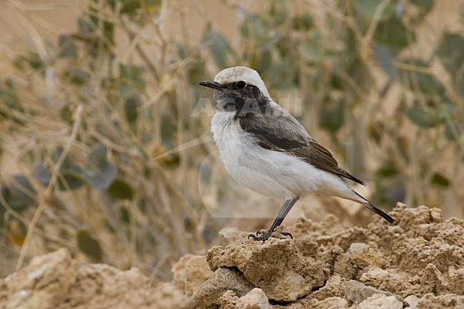 Mannetje Westelijke Rouwtapuit; Male Western Mourning Wheatear stock-image by Agami/Daniele Occhiato,