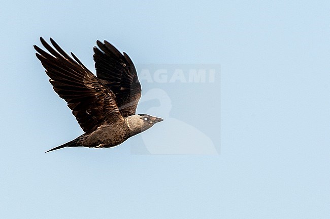 Western Jackdaw (Corvus monedula) in flight against blue sky on Lesvos, Greece. stock-image by Agami/Marc Guyt,