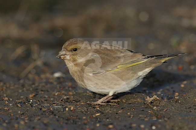 Groenling foeragerend op de grond; Greenfinch foraging on the ground stock-image by Agami/Chris van Rijswijk,