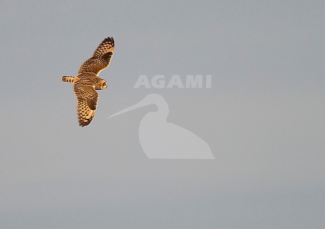 Short-eared Owl - Sumpfohreule - Asio flammeus ssp. flammeus, Germany stock-image by Agami/Ralph Martin,