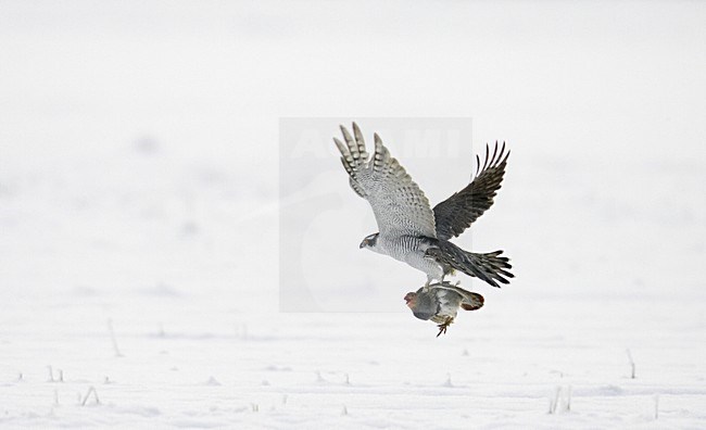 Havik vliegend met Patrijs; Northern Goshawk flying with Grey Partridge stock-image by Agami/Markus Varesvuo,