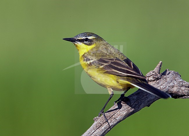 Gele Kwikstaart, Blue-headed Wagtail (Motacilla flava) Hungary May 2008 stock-image by Agami/Markus Varesvuo / Wild Wonders,