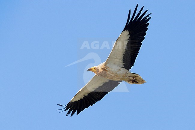 Egyptian Vulture (Neophron percnopterus), adult in flight seen from below, Basilicata, Italy stock-image by Agami/Saverio Gatto,
