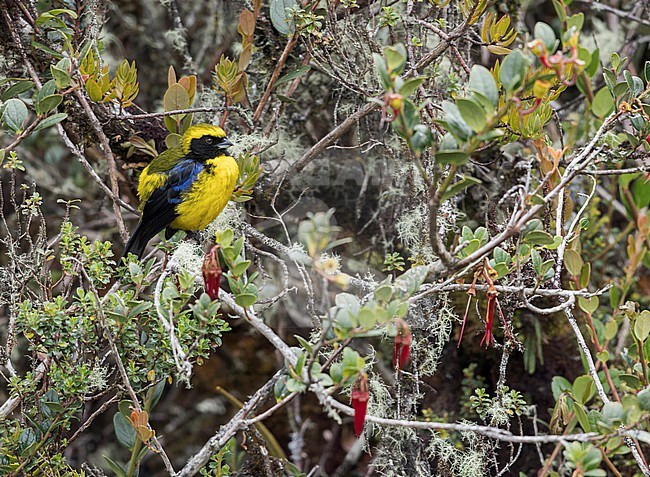 Masked Mountain Tanager (Tephrophilus wetmorei) perched on a branch in the Andes Mountains in Ecuador. stock-image by Agami/Glenn Bartley,
