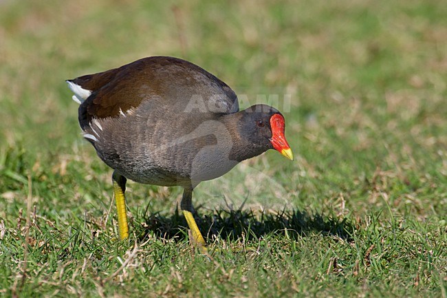 Waterhoen volwassen; Common Moorhen adult stock-image by Agami/Daniele Occhiato,