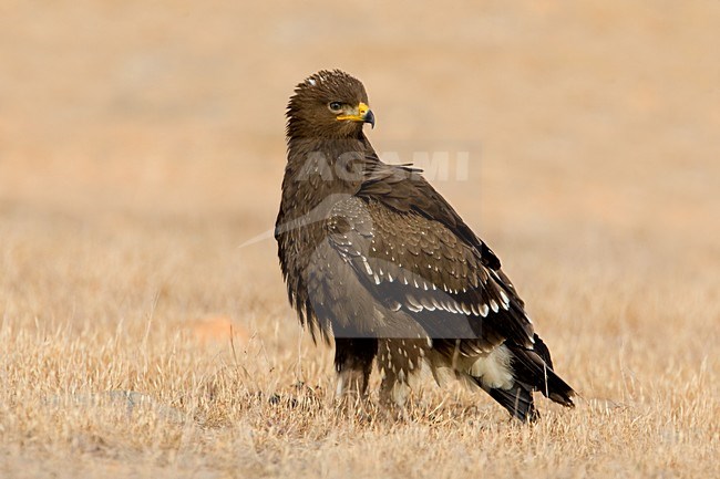 Schreeuwarend in zit; Lesser Spotted Eagle perched on the ground stock-image by Agami/Daniele Occhiato,