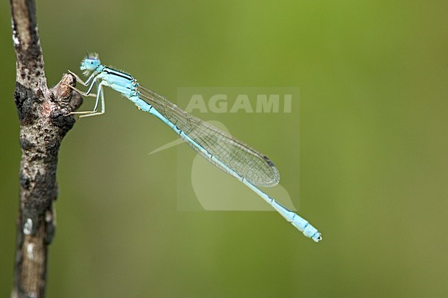 Mannetje Africallagma glaucum, Male Swamp Bluet stock-image by Agami/Wil Leurs,