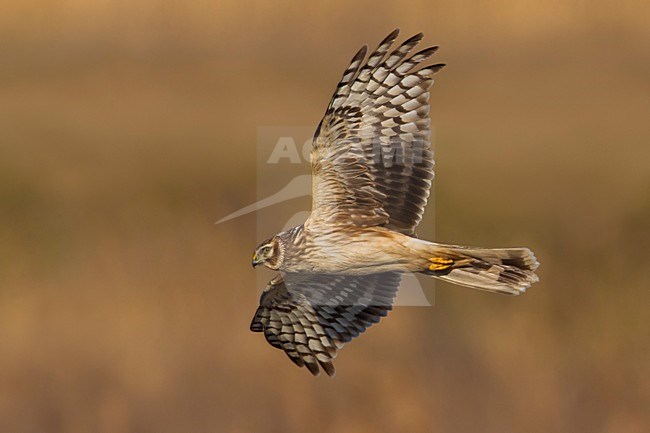 Blauwe Kiekendief vrouw in vlucht; Hen Harrier female in flight stock-image by Agami/Daniele Occhiato,