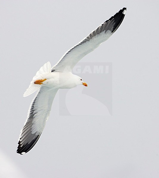 Lesser Black-backed Gull in flight, Kleine Mantelmeeuw in vlucht stock-image by Agami/Markus Varesvuo,