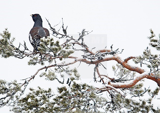 Mannetje Auherhoen in de winter; Male Western Capercaillie in winter stock-image by Agami/Markus Varesvuo,