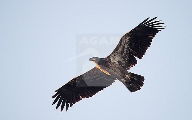 Bald Eagle (Haliaeetus leucocephalus), immature in flight at Cape May, New Jersey, USA stock-image by Agami/Helge Sorensen,