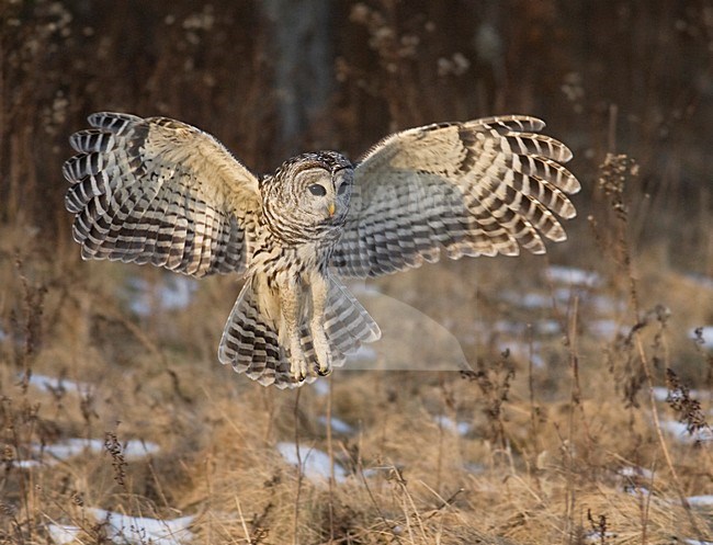 Gestreepte Uil jagend; Barred Owl hunting stock-image by Agami/David Hemmings,