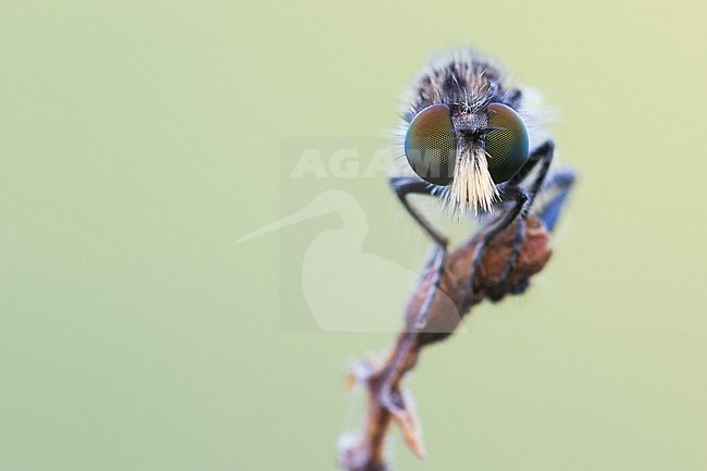 Holopogon nigripennis - Schmuck-Rabaukenfliege, Germany (Baden-Württemberg), imago, male stock-image by Agami/Ralph Martin,