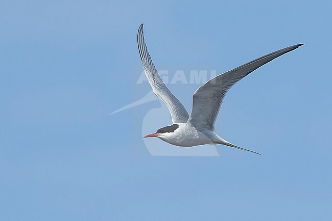 Adult breeding Arctic Tern (Sterna paradisaea) flying over the tundra of Churchill, Manitoba, Canada. With blue sky as a background. stock-image by Agami/Brian E Small,