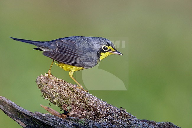 Adult male
Galveston Co., TX
April 2014 stock-image by Agami/Brian E Small,