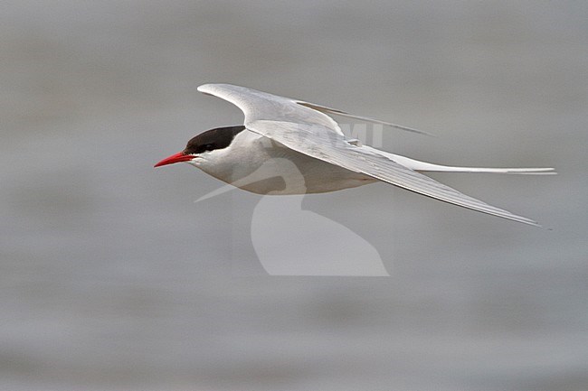 Arctic Tern (Strena paradisaea) flying in Churchill, Manitoba, Canada. stock-image by Agami/Glenn Bartley,