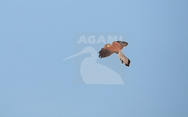 Male Eurasian Kestrel (Falco tinnunculus) in flight. Hovering in mid-air, looking for prey in Nordsjælland, Denmark stock-image by Agami/Helge Sorensen,