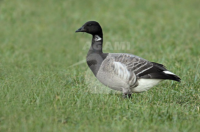 Grazing Pale-bellied Brent Goose (Branta bernicla hrota), first winter standing in a Dutch meadow, seen from the side. stock-image by Agami/Fred Visscher,