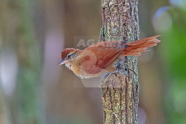 Coiba spinetail (Cranioleuca dissita) perched in a tree. It is endemic to Coiba and Ranchería Islands, Panama. stock-image by Agami/Pete Morris,