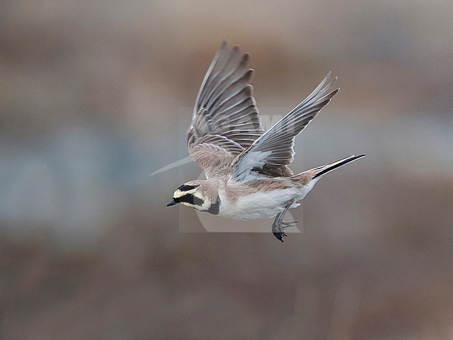 Side view of a male Shore Lark (Eremophila alpestris) in flight, close up. Norway stock-image by Agami/Markku Rantala,