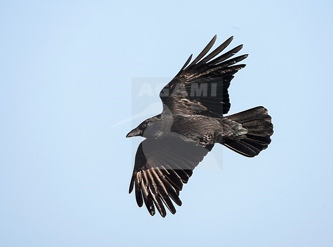 Carrion Crow (Corvus corone) in flight, seen from below. stock-image by Agami/Marc Guyt,