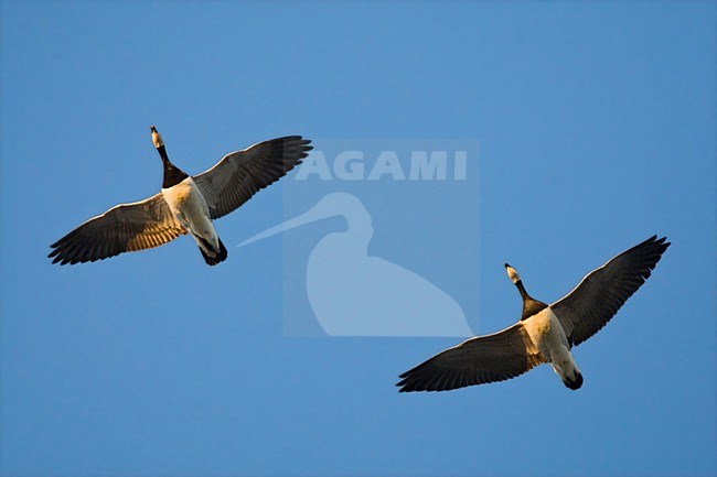 Brandgans paar vliegend; Barnacle Goose pair flying stock-image by Agami/Marc Guyt,