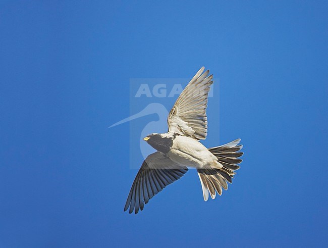 Lapland Bunting adult male flying; IJsgors volwassen man vliegend stock-image by Agami/Markus Varesvuo,