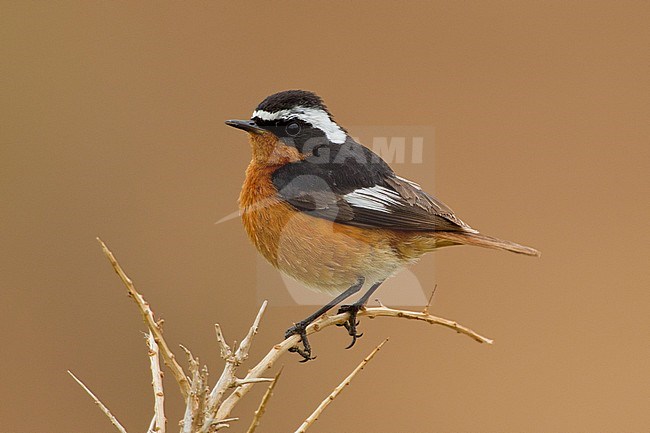 Mannetje Diadeemroodstaart, Male Moussier's Redstart stock-image by Agami/David Monticelli,