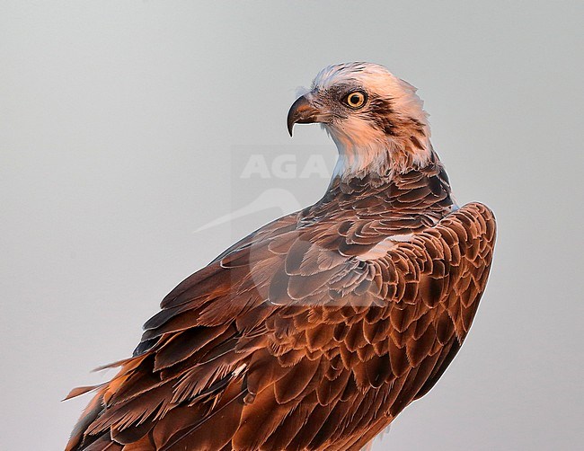 Eastern Osprey, Pandion cristatus stock-image by Agami/Georgina Steytler,