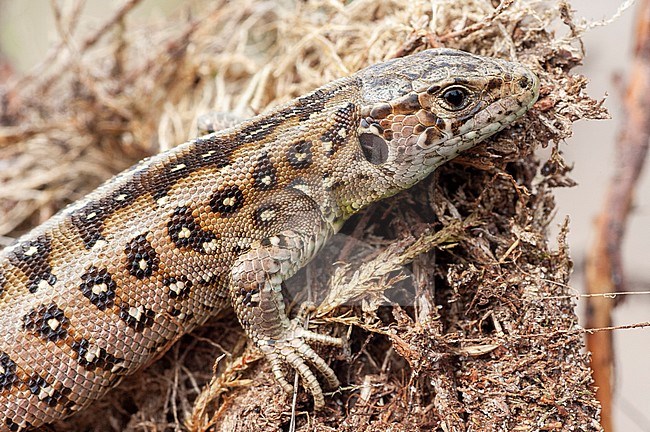 Sand Lizard (Lacerta agilis) on the Veluwe in the Netherlands. stock-image by Agami/Marc Guyt,
