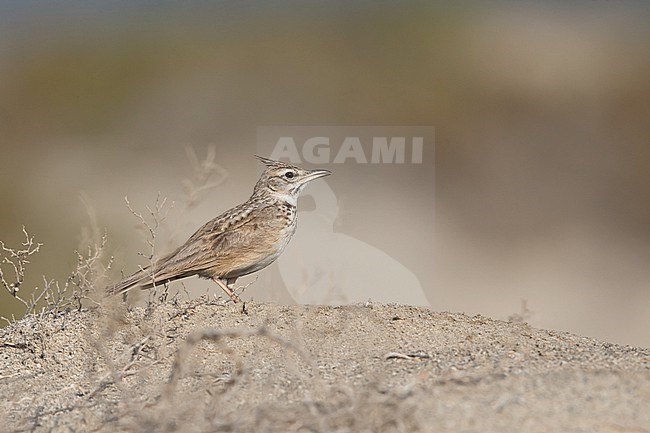 Singing adult male Crested Lark (Galerida cristata ssp. maculata) in the dunes of Sur Masirah stock-image by Agami/Mathias Putze,