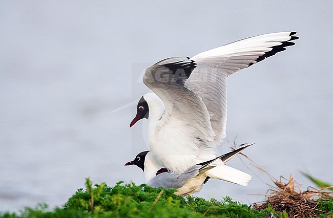 Kokmeeuw paar parend; Common Black-headed Gul couple mating stock-image by Agami/Menno van Duijn,