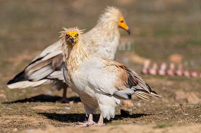 Adult Egyptian Vulture (Neophron percnopterus) in Extremadura, Spain. Pair together, looking for food scraps. stock-image by Agami/Marc Guyt,