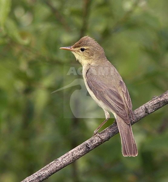 Orpheusspotvogel zittend op tak; Melodious Warbler perched on twig stock-image by Agami/Ran Schols,