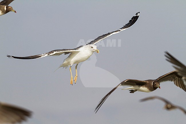 Heuglin's Gull - Tundramöwe - Larus heuglini, Oman, adult stock-image by Agami/Ralph Martin,