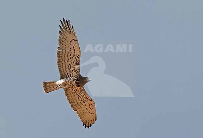 Adulte Slangenarend in vlucht; Short-toed Eagle adult in flight stock-image by Agami/Markus Varesvuo,