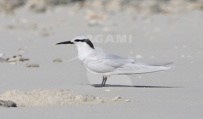 Volwassen Zwartnekstern op het strand, Adult Black-naped Tern on the beach stock-image by Agami/David Monticelli,