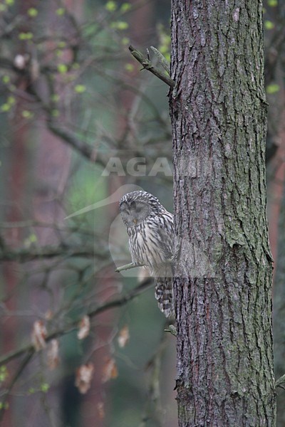 Oeraluil zittend op een tak; Ural Owl perched on a branch stock-image by Agami/Chris van Rijswijk,