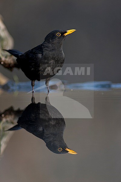 Mannetje Merel in water; Eurasian Blackbird male in water stock-image by Agami/Bence Mate,